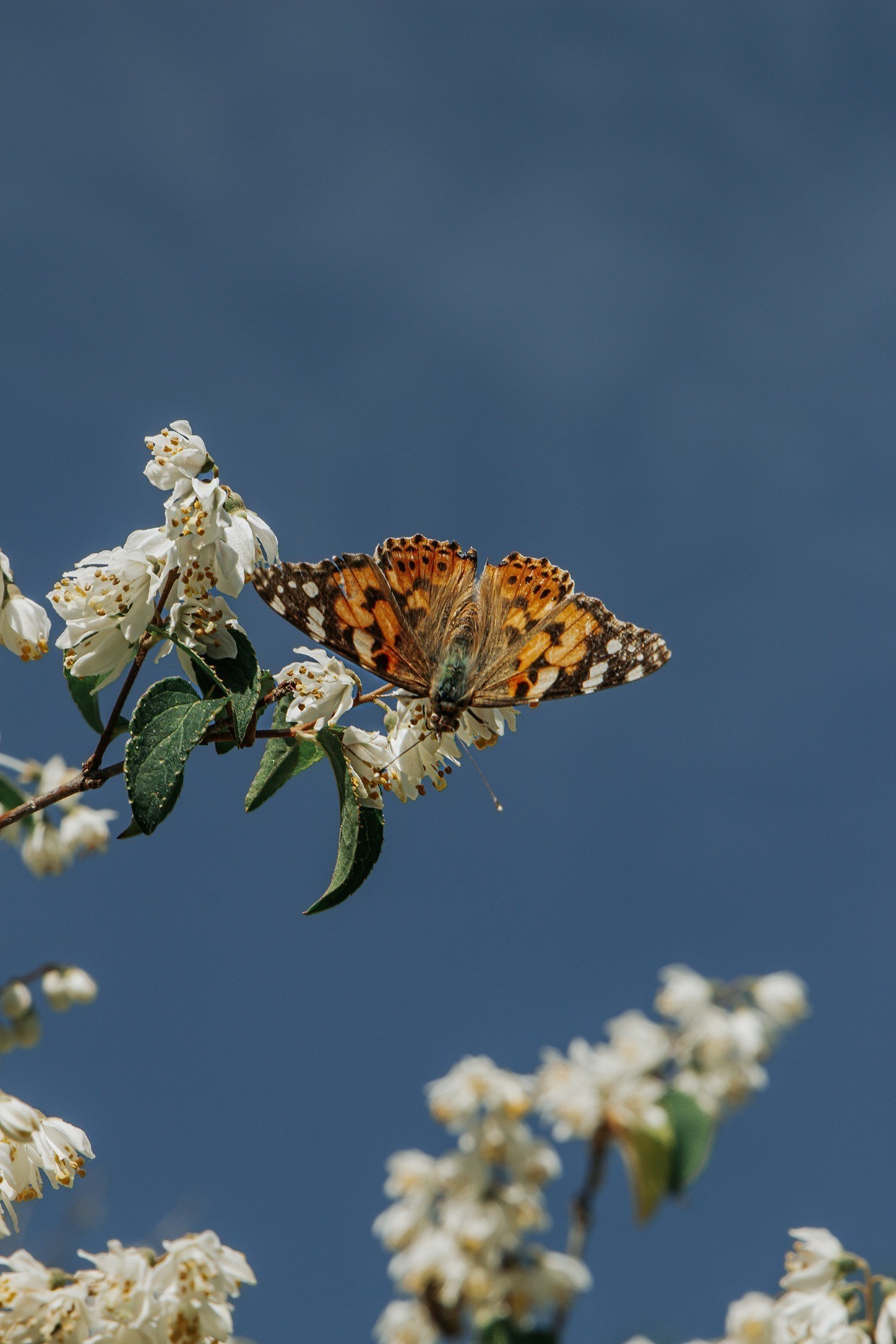 Schmetterlinge im Garten – Augenblicke auf Bildern 8 IMG 2230 2