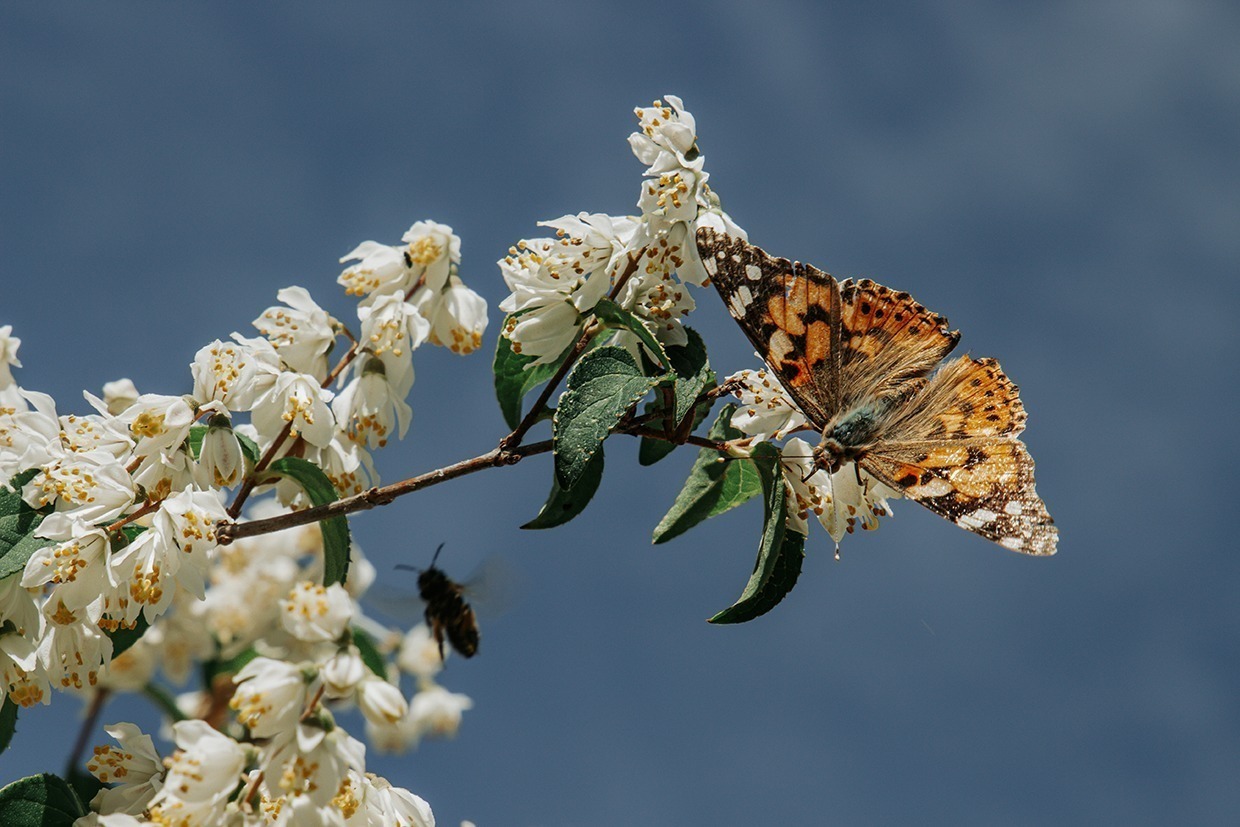 Schmetterlinge im Garten – Augenblicke auf Bildern 7 IMG 2231 2