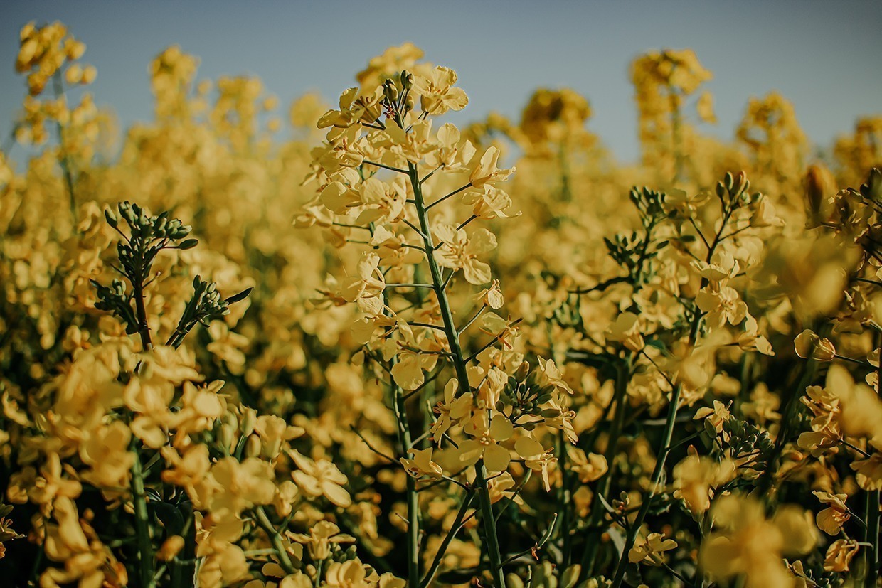 Ausflug ins gelbe Blütenmeer: zwischen Rapsblüten – ein Spaziergang im gelben Paradies 9 rapsblueten 1