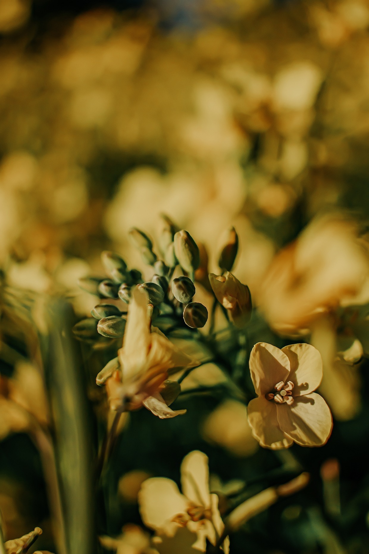 Ausflug ins gelbe Blütenmeer: zwischen Rapsblüten – ein Spaziergang im gelben Paradies 7 rapsblueten 10