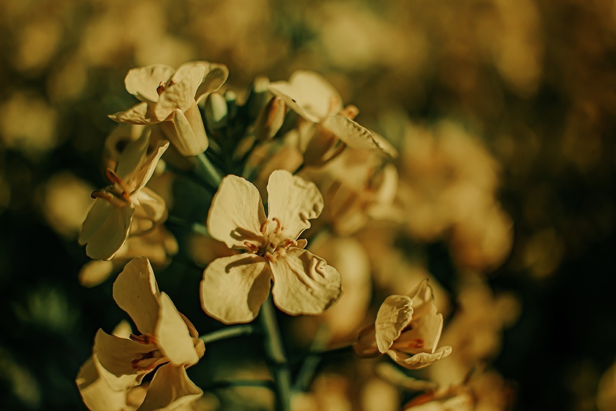 Ausflug ins gelbe Blütenmeer: zwischen Rapsblüten – ein Spaziergang im gelben Paradies 10 rapsblueten 2