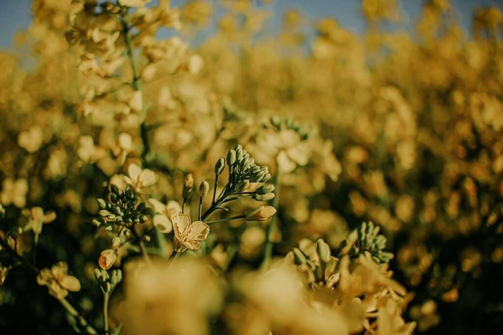 Ausflug ins gelbe Blütenmeer: zwischen Rapsblüten 11 rapsblueten 3