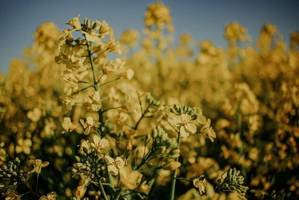 Ausflug ins gelbe Blütenmeer: zwischen Rapsblüten 7 rapsblueten 4