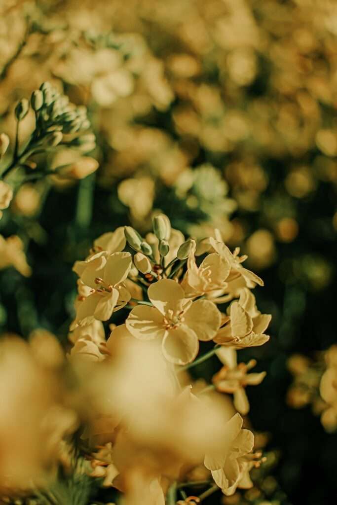 Ausflug ins gelbe Blütenmeer: zwischen Rapsblüten 10 rapsblueten 6