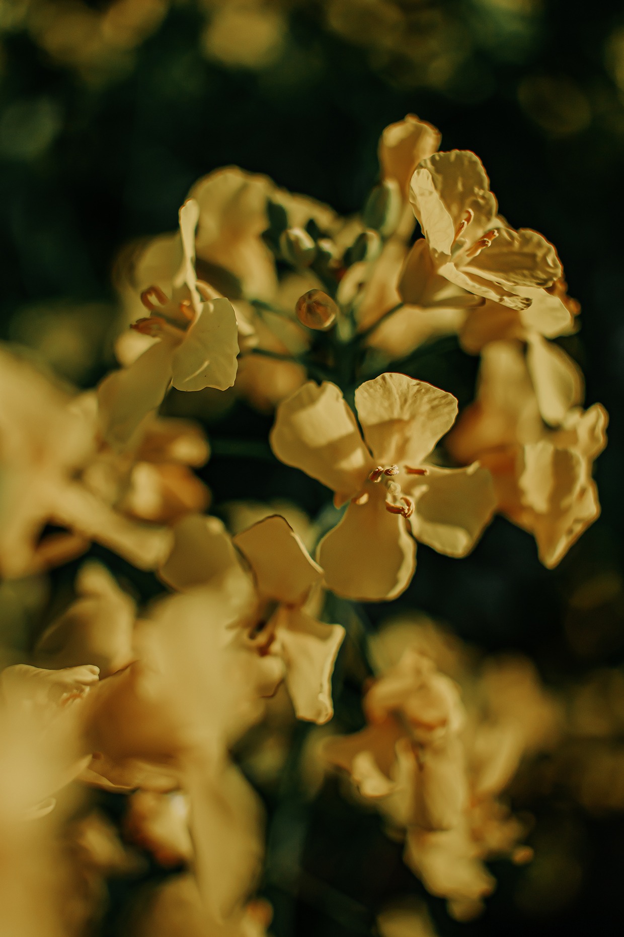Ausflug ins gelbe Blütenmeer: zwischen Rapsblüten – ein Spaziergang im gelben Paradies 6 rapsblueten 8