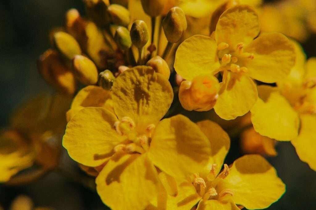 Ausflug ins gelbe Blütenmeer: zwischen Rapsblüten 12 rapsblueten 11