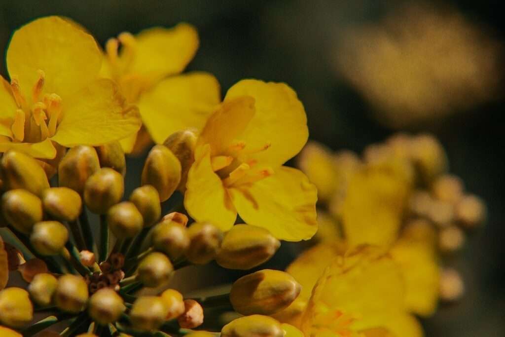 Ausflug ins gelbe Blütenmeer: zwischen Rapsblüten 13 rapsblueten 12