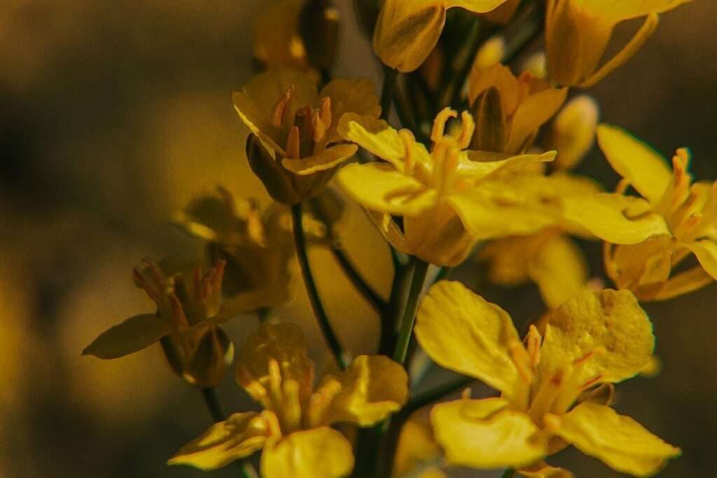 Ausflug ins gelbe Blütenmeer: zwischen Rapsblüten 6 rapsblueten 13