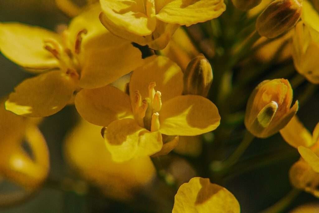 Ausflug ins gelbe Blütenmeer: zwischen Rapsblüten 7 rapsblueten 14