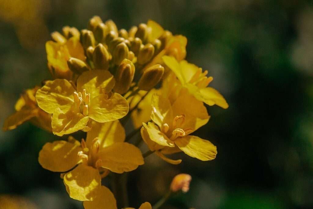 Ausflug ins gelbe Blütenmeer: zwischen Rapsblüten 5 rapsblueten 15