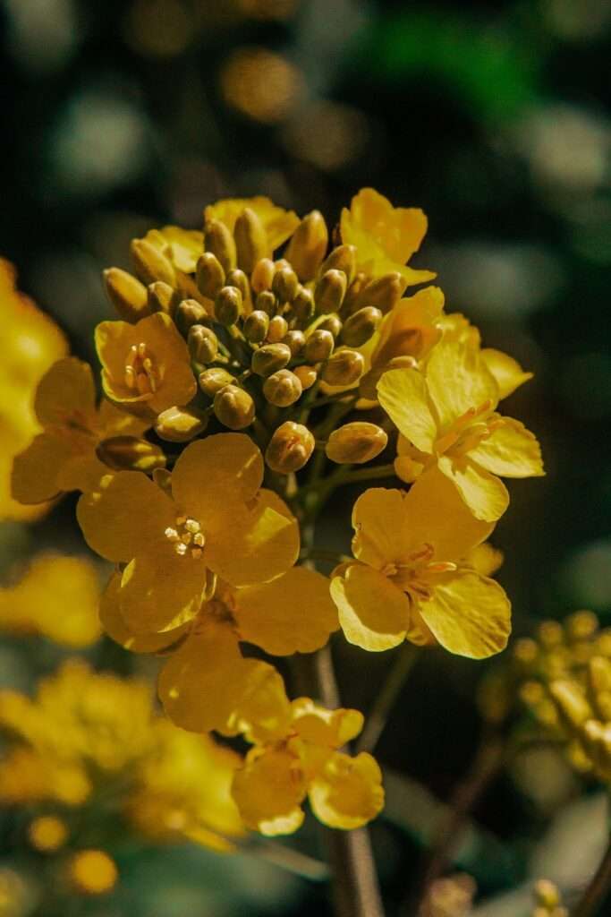 Ausflug ins gelbe Blütenmeer: zwischen Rapsblüten 11 rapsblueten 16
