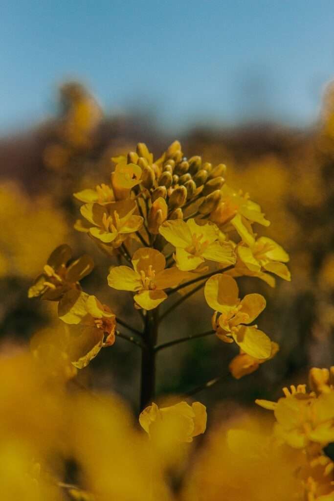 Ausflug ins gelbe Blütenmeer: zwischen Rapsblüten 9 rapsblueten 17