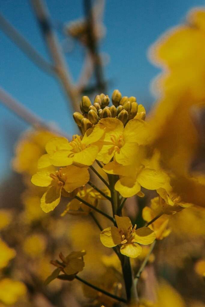 Ausflug ins gelbe Blütenmeer: zwischen Rapsblüten 10 rapsblueten 18