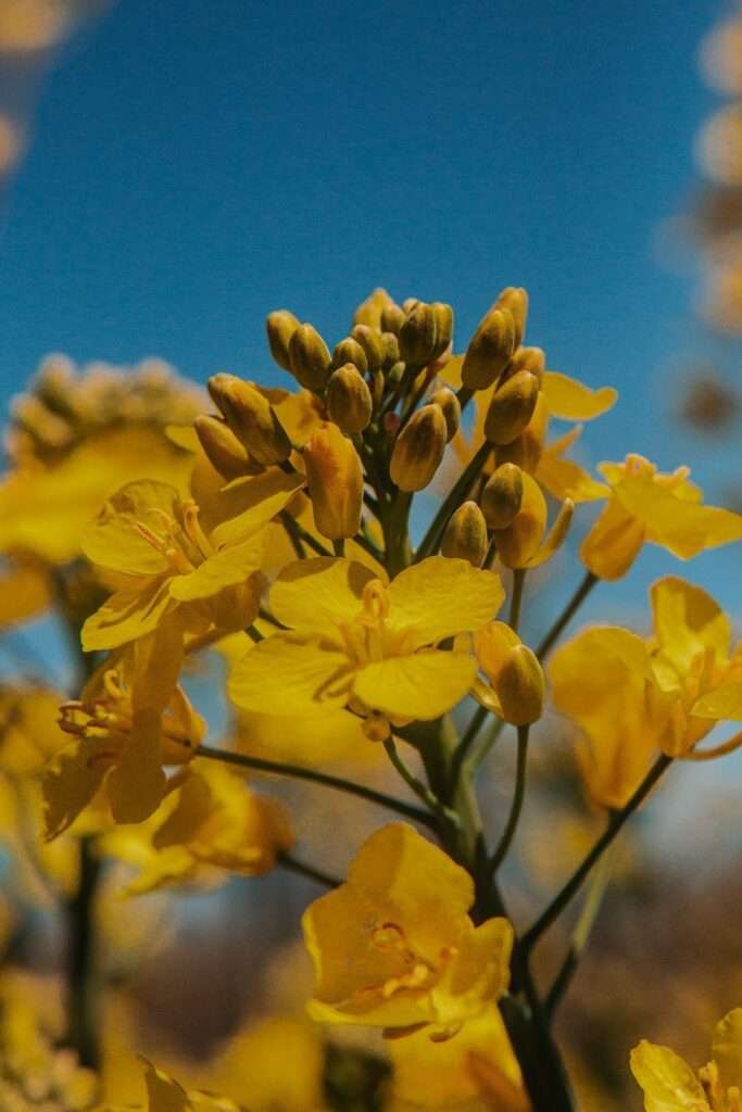 Ausflug ins gelbe Blütenmeer: zwischen Rapsblüten 8 rapsblueten 19