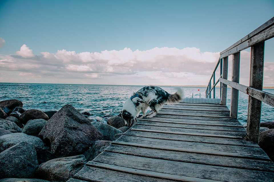 Brodtener Steilküste in der Lübecker Bucht an der Ostsee – ein Schatz der Natur 10 IMG 4523