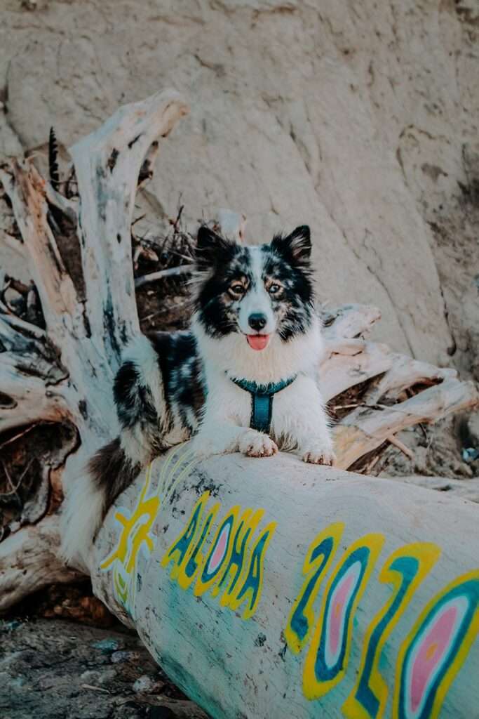 Brodtener Steilküste in der Lübecker Bucht an der Ostsee – ein Schatz der Natur 13 IMG 4632