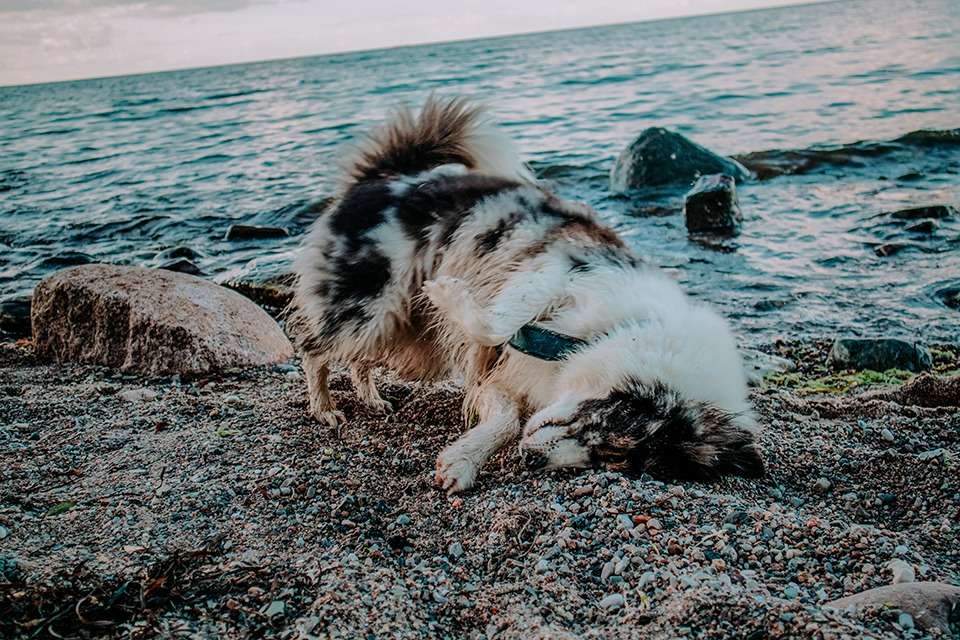 Brodtener Steilküste in der Lübecker Bucht an der Ostsee – ein Schatz der Natur 16 IMG 4724