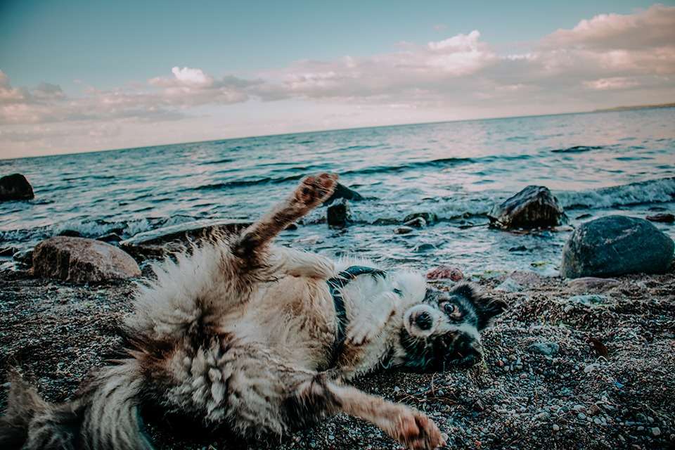 Brodtener Steilküste in der Lübecker Bucht an der Ostsee – ein Schatz der Natur 18 IMG 4732