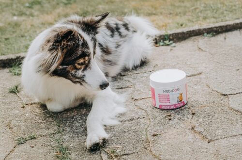 dental yum zahnpflege granulat medidog 2