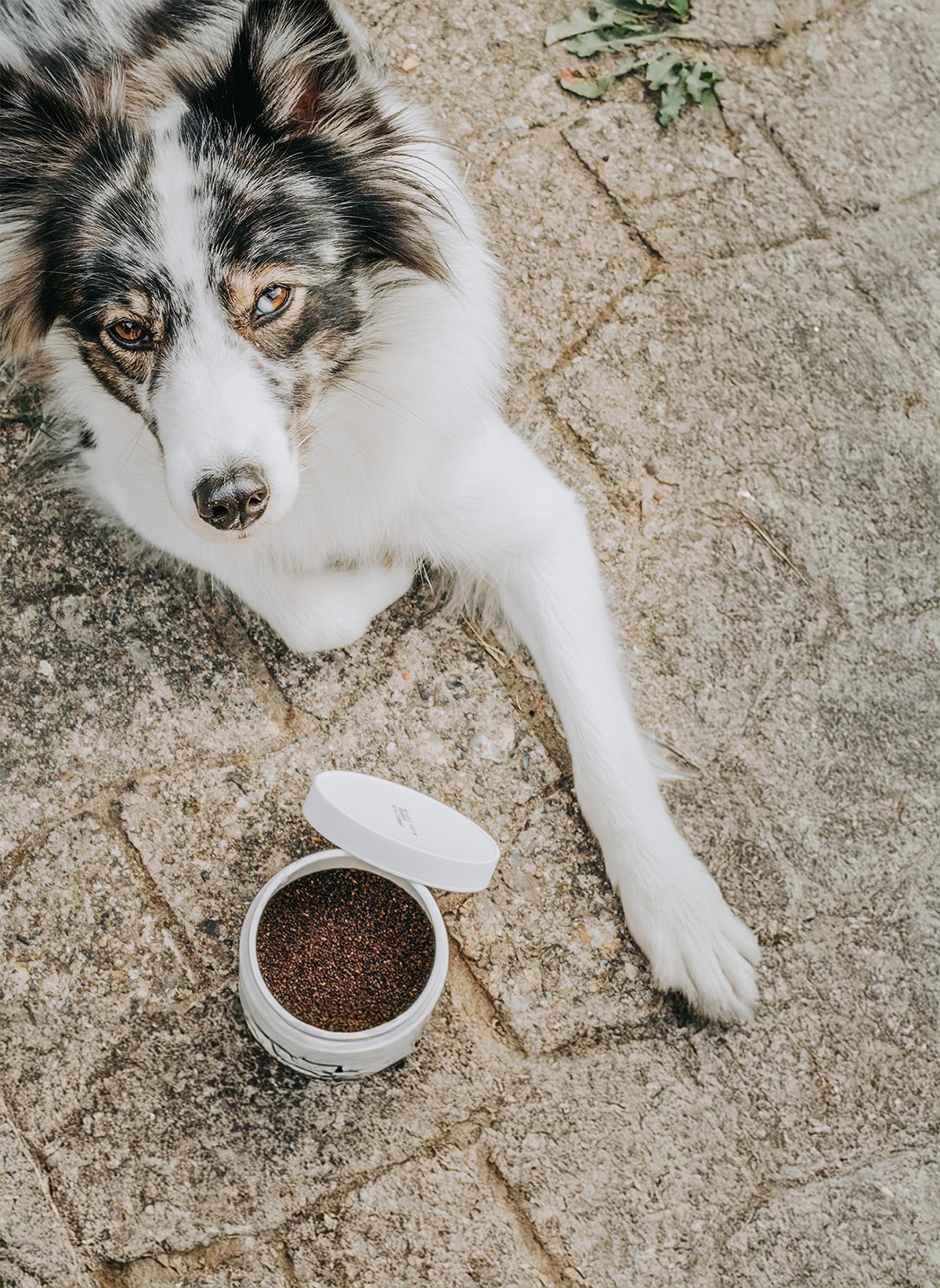 dental yum zahnpflege granulat medidog 3