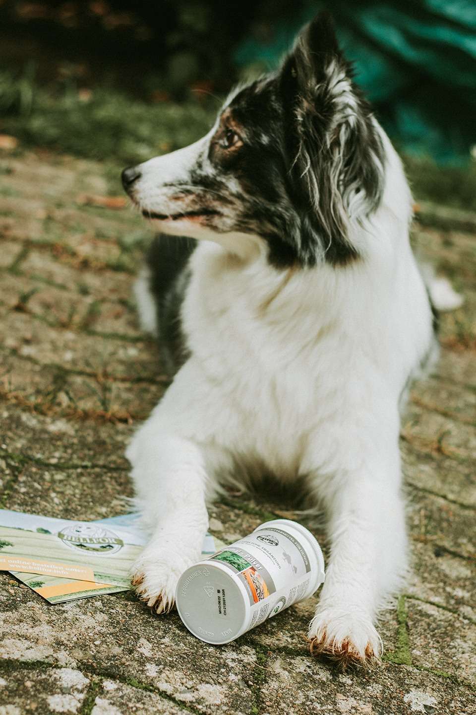 Vermal Pulver von Bellfor – natürliche Alternative gegen Giardien und Würmer 2 bellfor vermal pulver