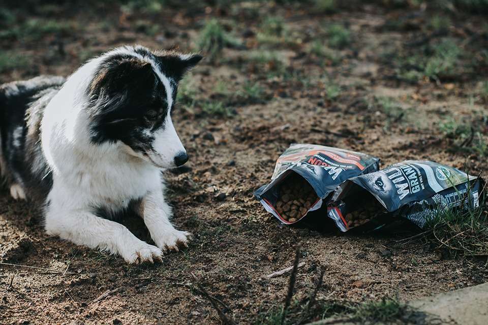 Madison Sea & Grand Lake – Getreidefreies Trockenfutter von WILDKIND im Test 7 wildkind madison sea grand lake 1