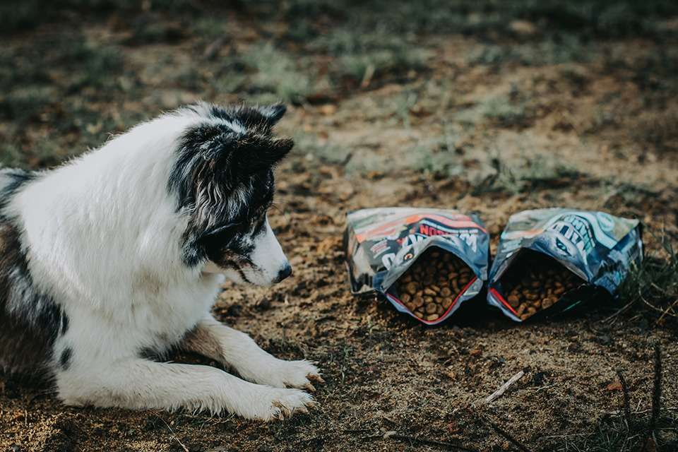 Madison Sea & Grand Lake – Getreidefreies Trockenfutter von WILDKIND im Test 2 wildkind madison sea grand lake 3