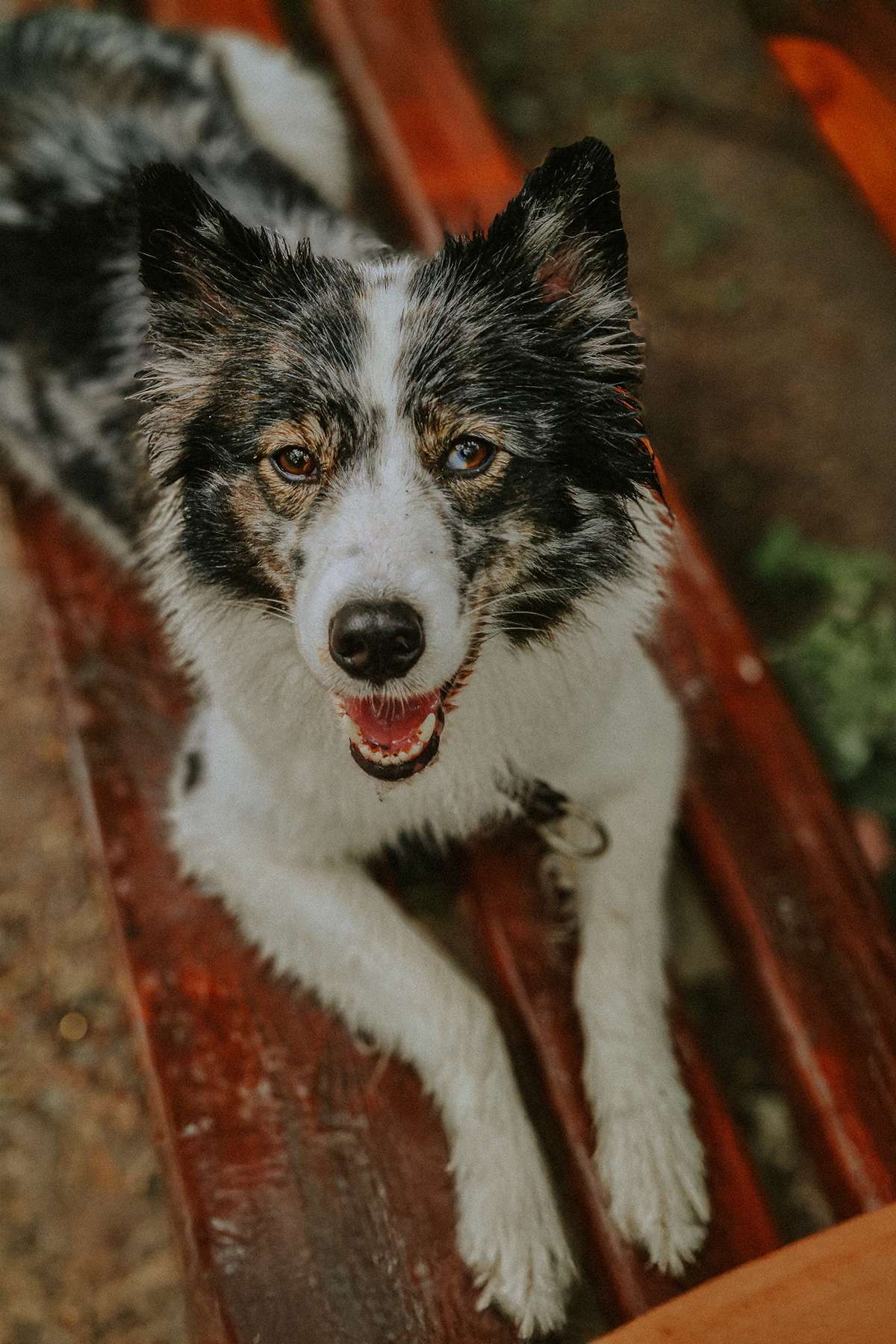 Hundefotografie mit dem Smartphone – so gelingen euch richtig schöne Bilder