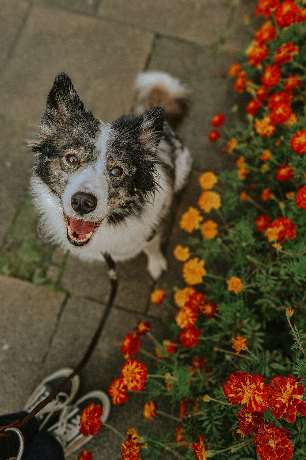 Hundefotografie mit dem Smartphone – so gelingen euch richtig schöne Bilder 4 hundeportraits mit handy 10