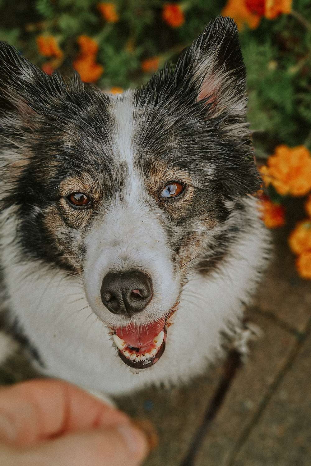 Hundefotografie mit dem Smartphone – so gelingen euch richtig schöne Bilder 5 hundeportraits mit handy 11