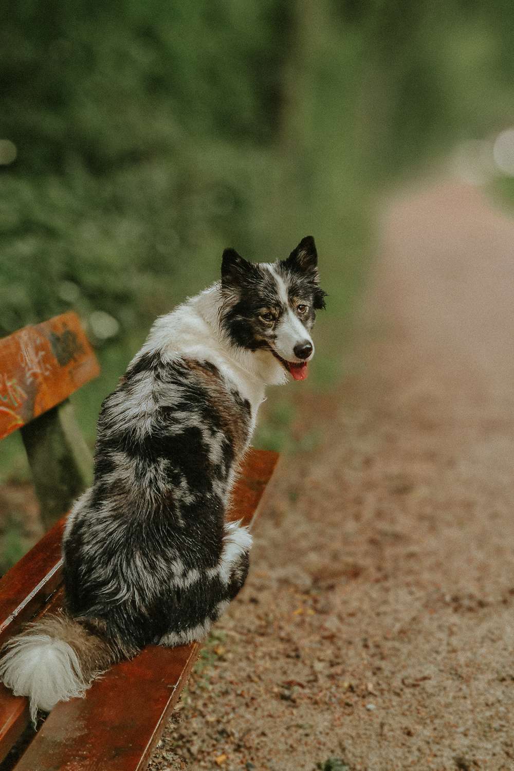 Hundefotografie mit dem Smartphone – so gelingen euch richtig schöne Bilder 12 hundeportraits mit handy 12