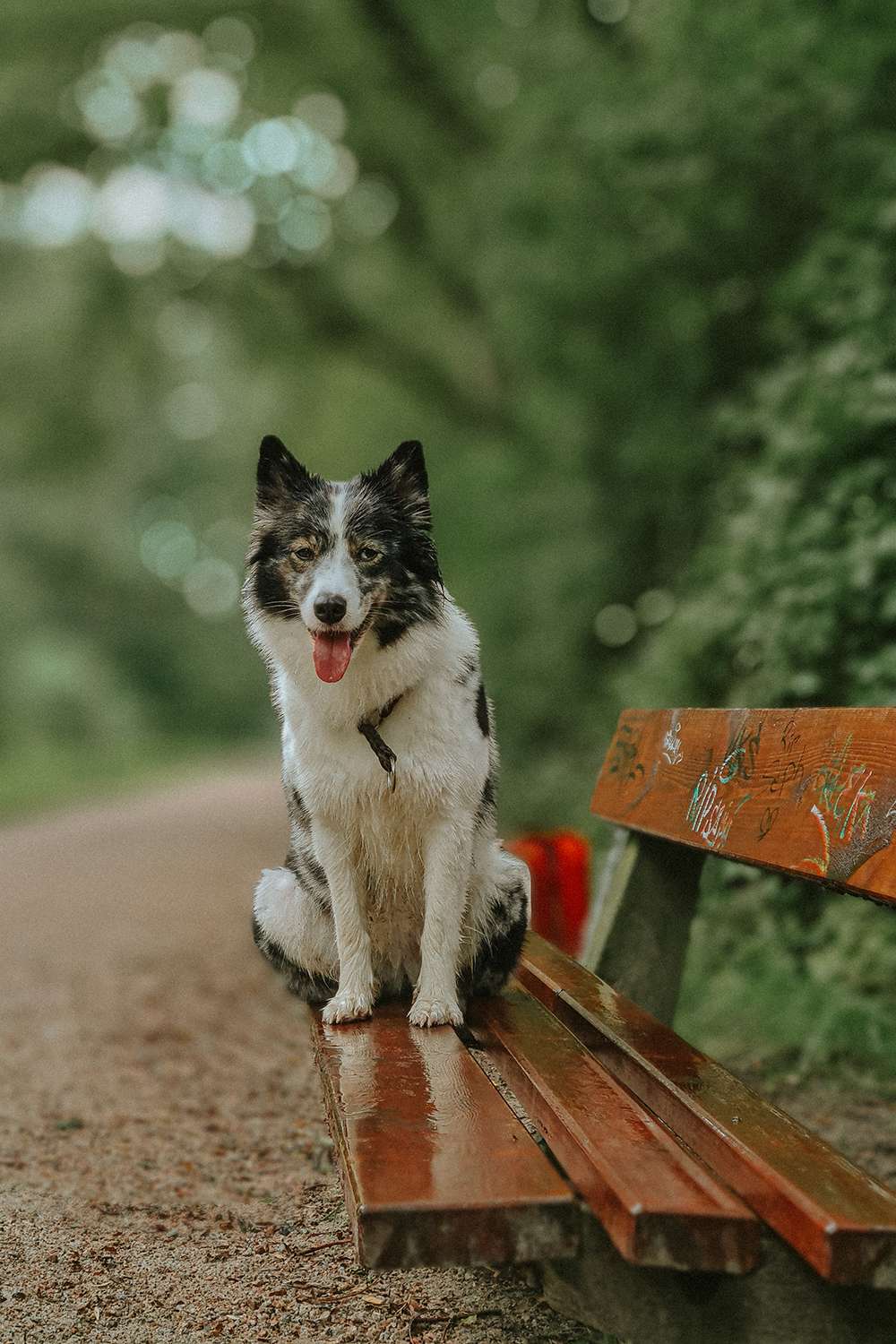 Hundefotografie mit dem Smartphone – so gelingen euch richtig schöne Bilder 13 hundeportraits mit handy 13