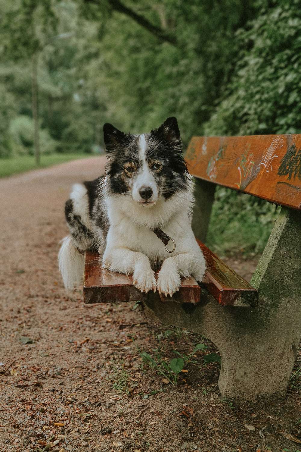 Hundefotografie mit dem Smartphone – so gelingen euch richtig schöne Bilder 14 hundeportraits mit handy 14