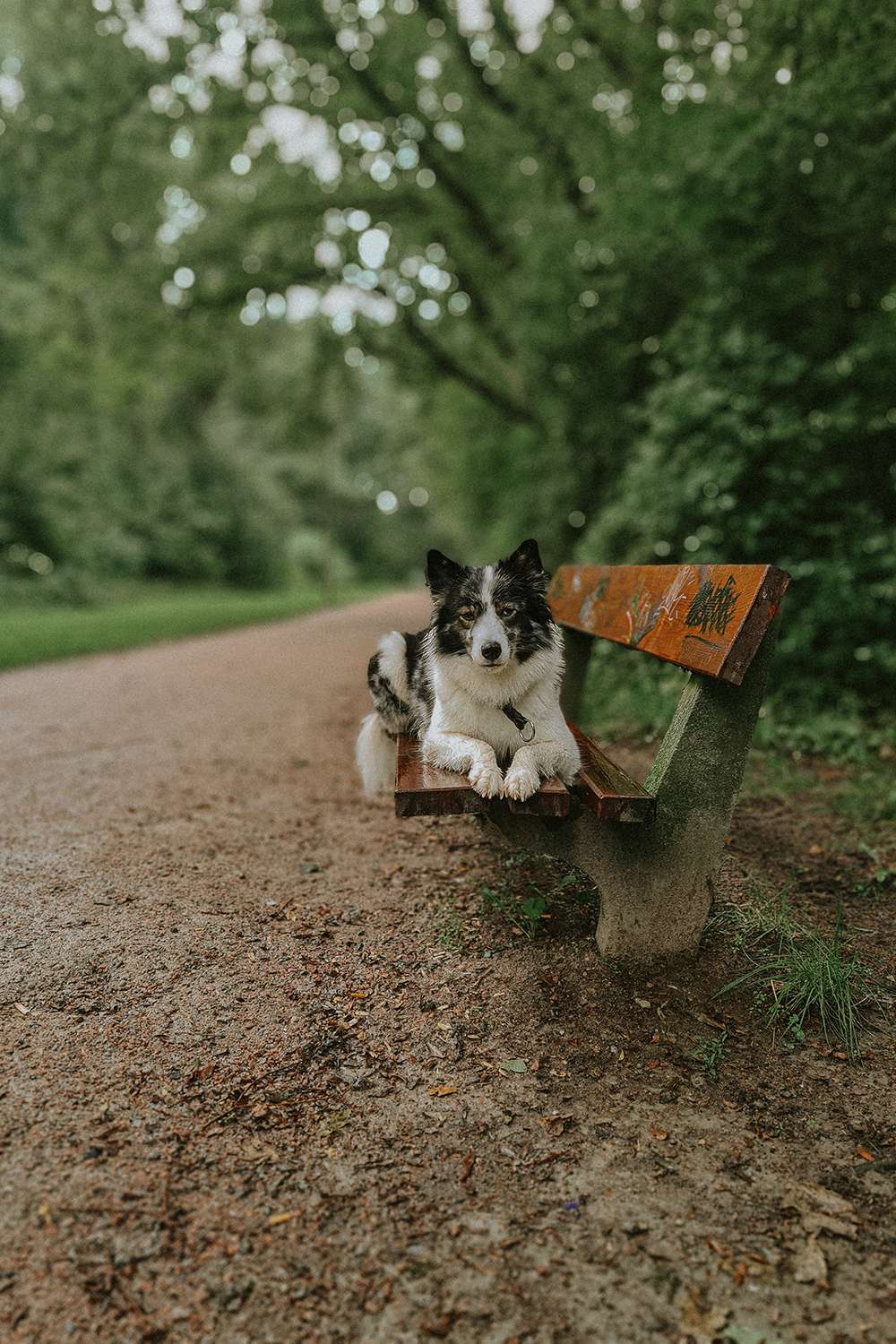 Hundefotografie mit dem Smartphone – so gelingen euch richtig schöne Bilder 15 hundeportraits mit handy 15