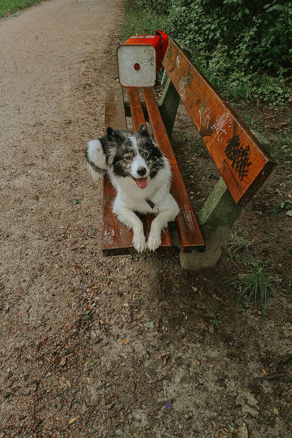 Hundefotografie mit dem Smartphone – so gelingen euch richtig schöne Bilder 16 hundeportraits mit handy 16