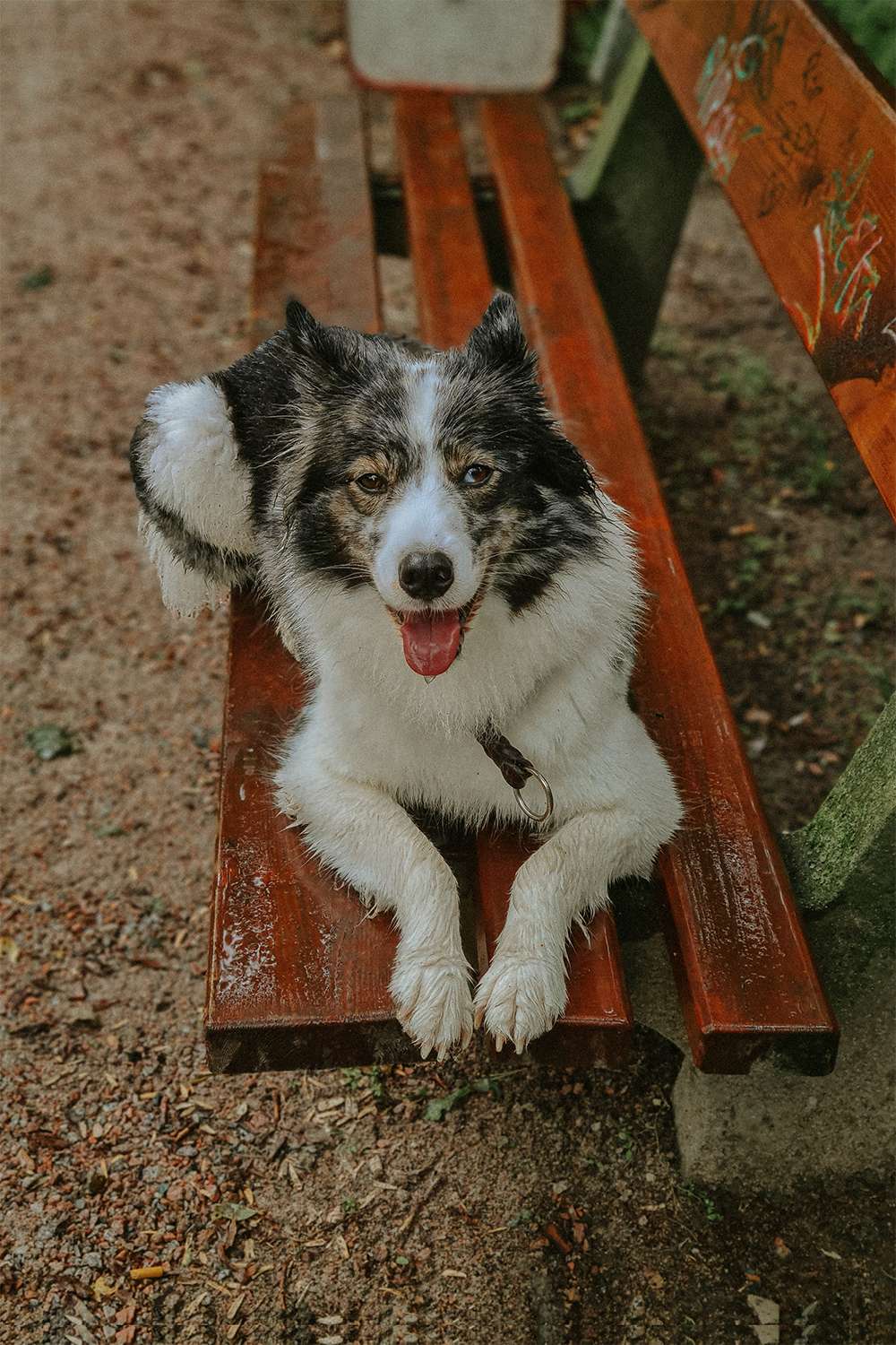 Hundefotografie mit dem Smartphone – so gelingen euch richtig schöne Bilder 17 hundeportraits mit handy 17