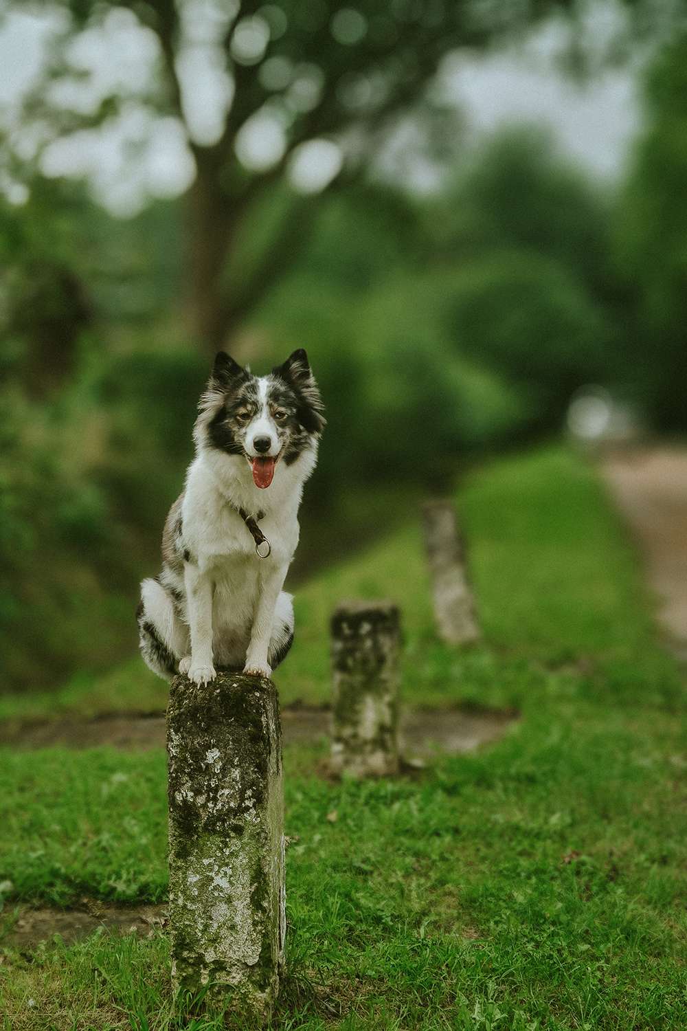 Hundefotografie mit dem Smartphone – so gelingen euch richtig schöne Bilder 10 hundeportraits mit handy 2
