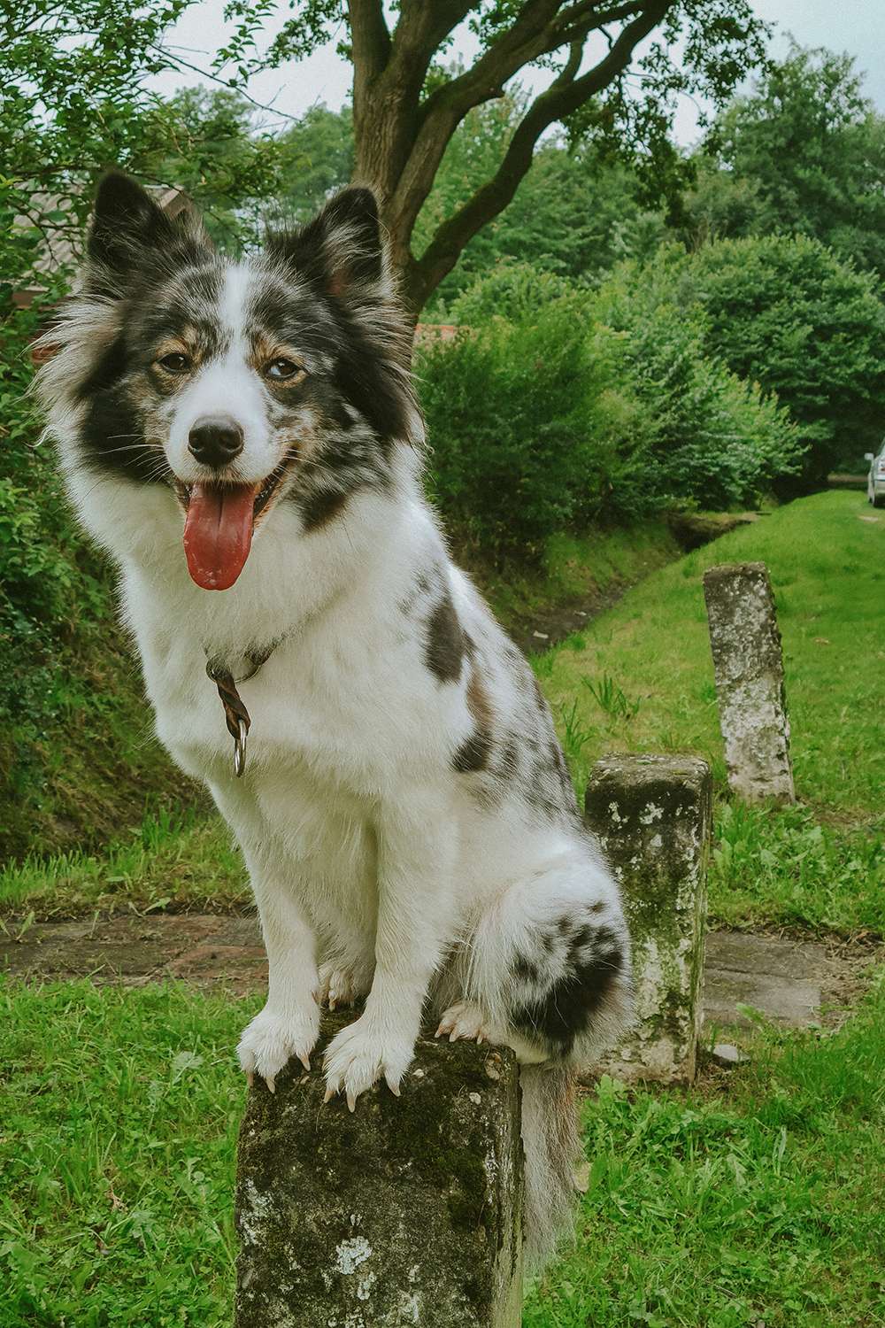 Hundefotografie mit dem Smartphone – so gelingen euch richtig schöne Bilder 11 hundeportraits mit handy 3