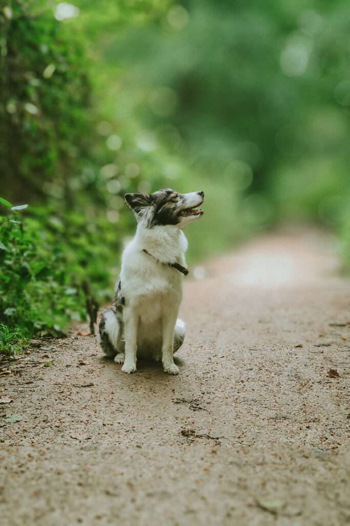 Hundefotografie mit dem Smartphone – so gelingen euch richtig schöne Bilder 6 hundeportraits mit handy 5