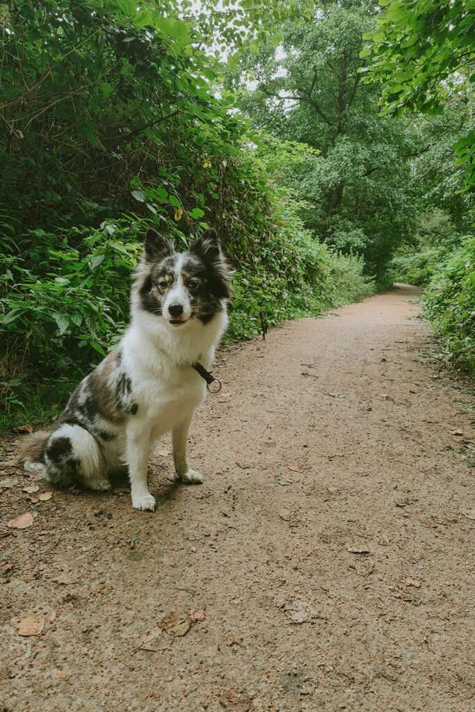 Hundefotografie mit dem Smartphone – so gelingen euch richtig schöne Bilder 7 hundeportraits mit handy 6