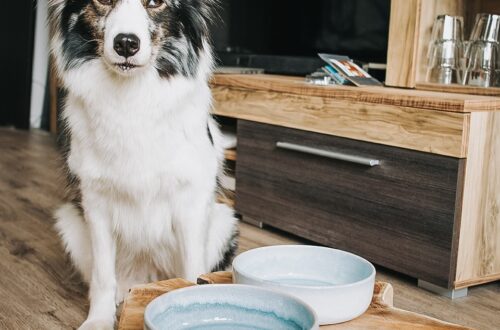 DIY erhöhte Futterbar