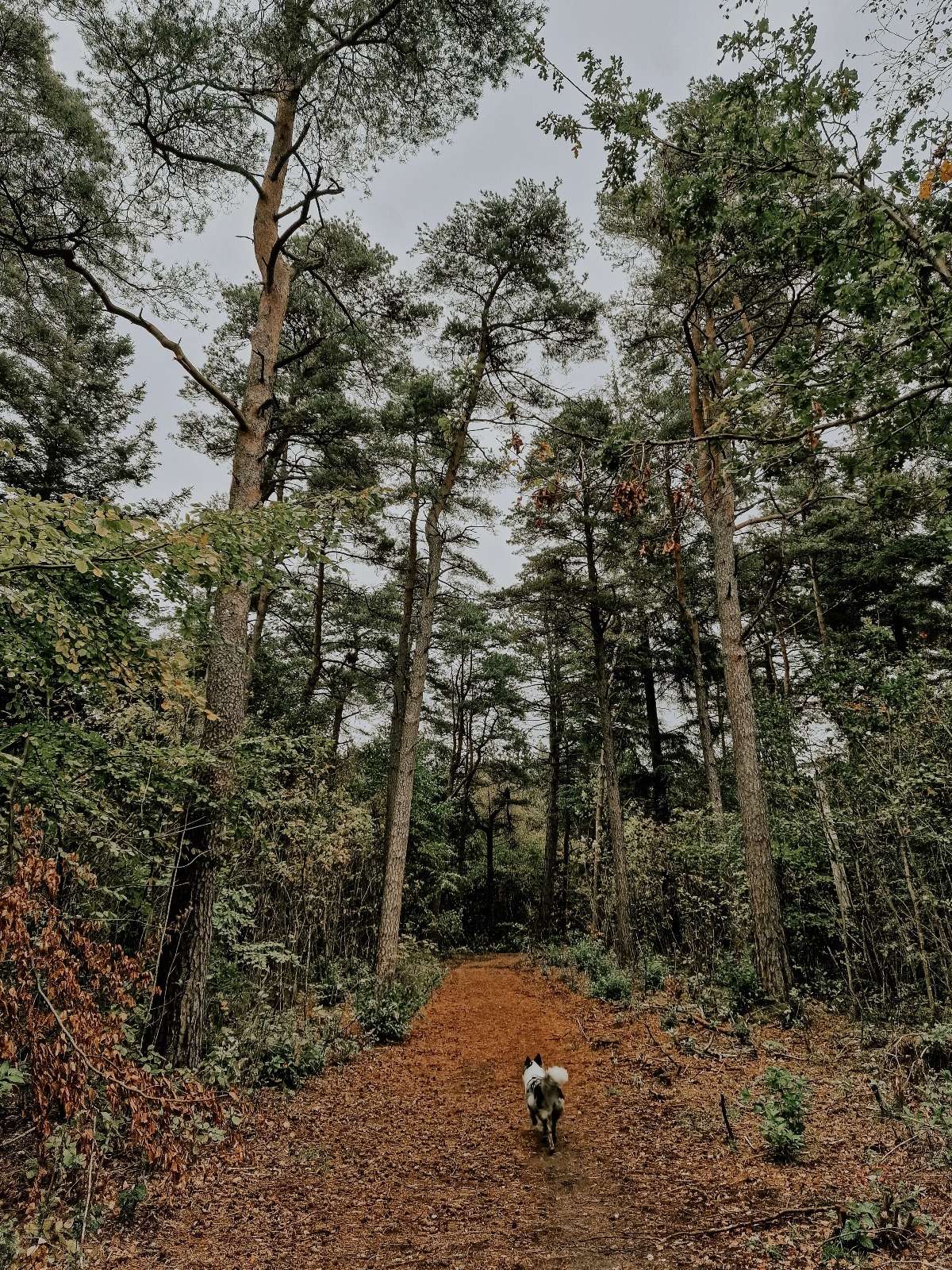 Dänemark ’22: Hundeskov in Oksbøl, Ribe