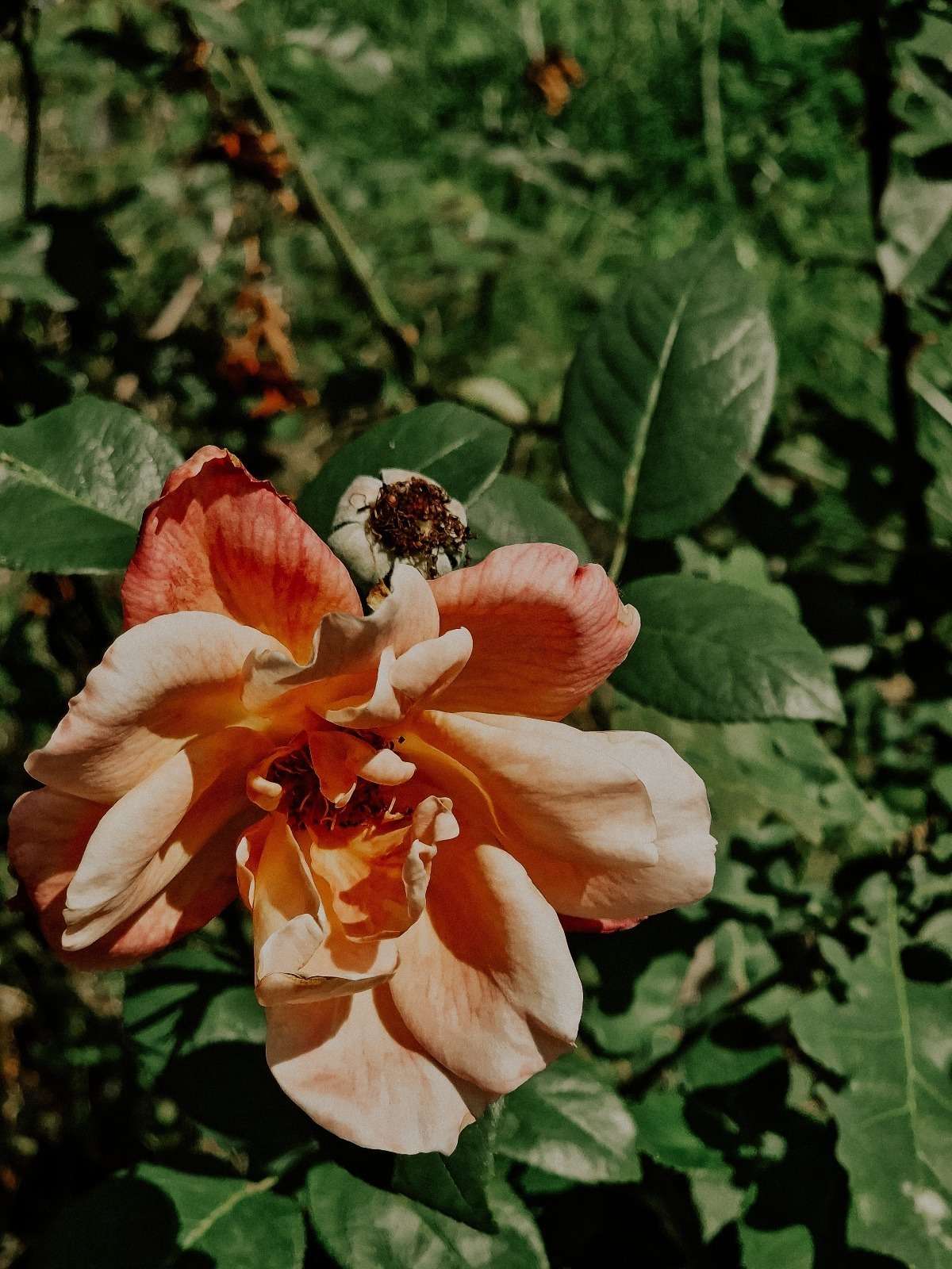 Impressionen aus dem Garten 9 1000000276