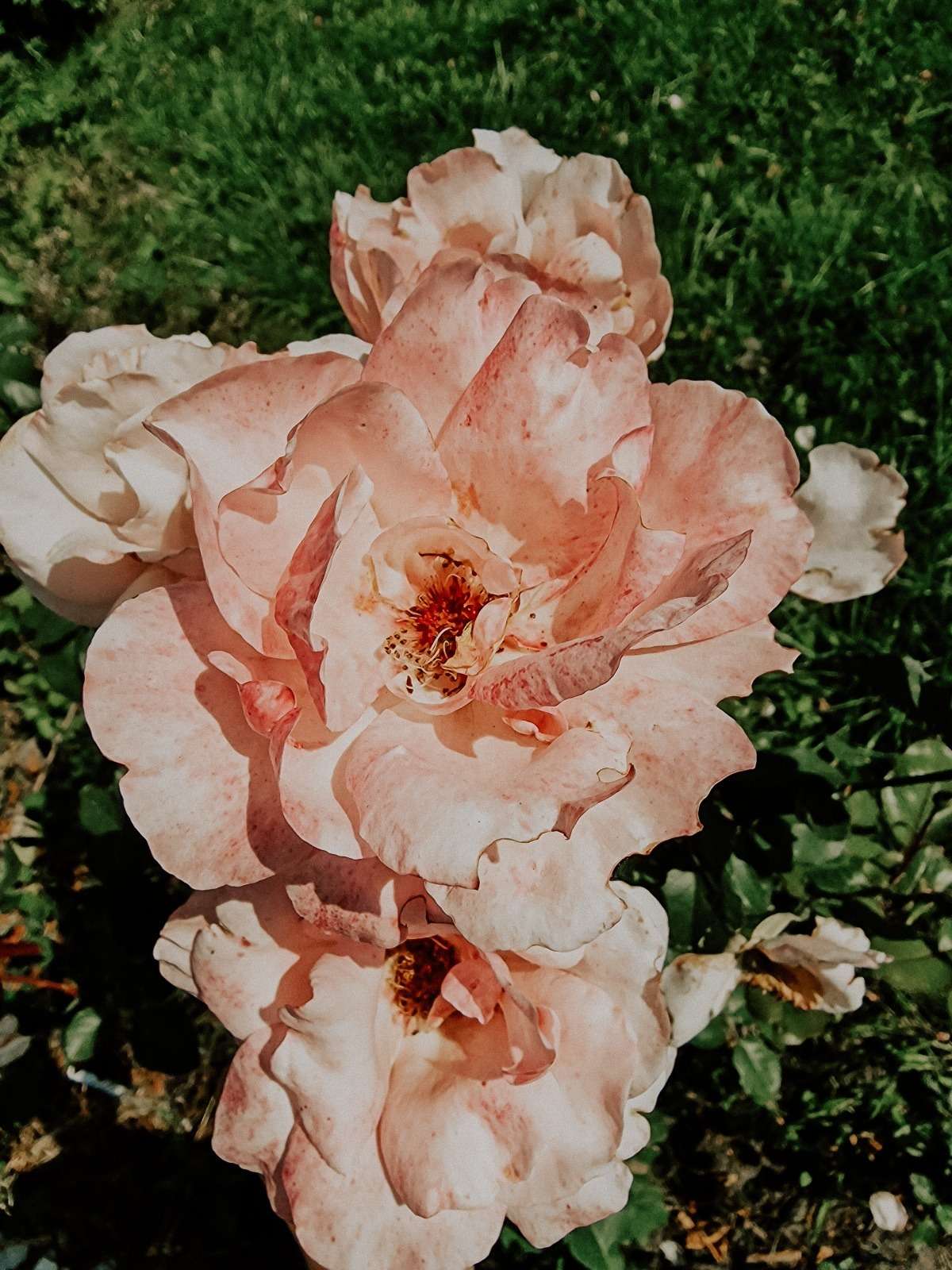 Impressionen aus dem Garten