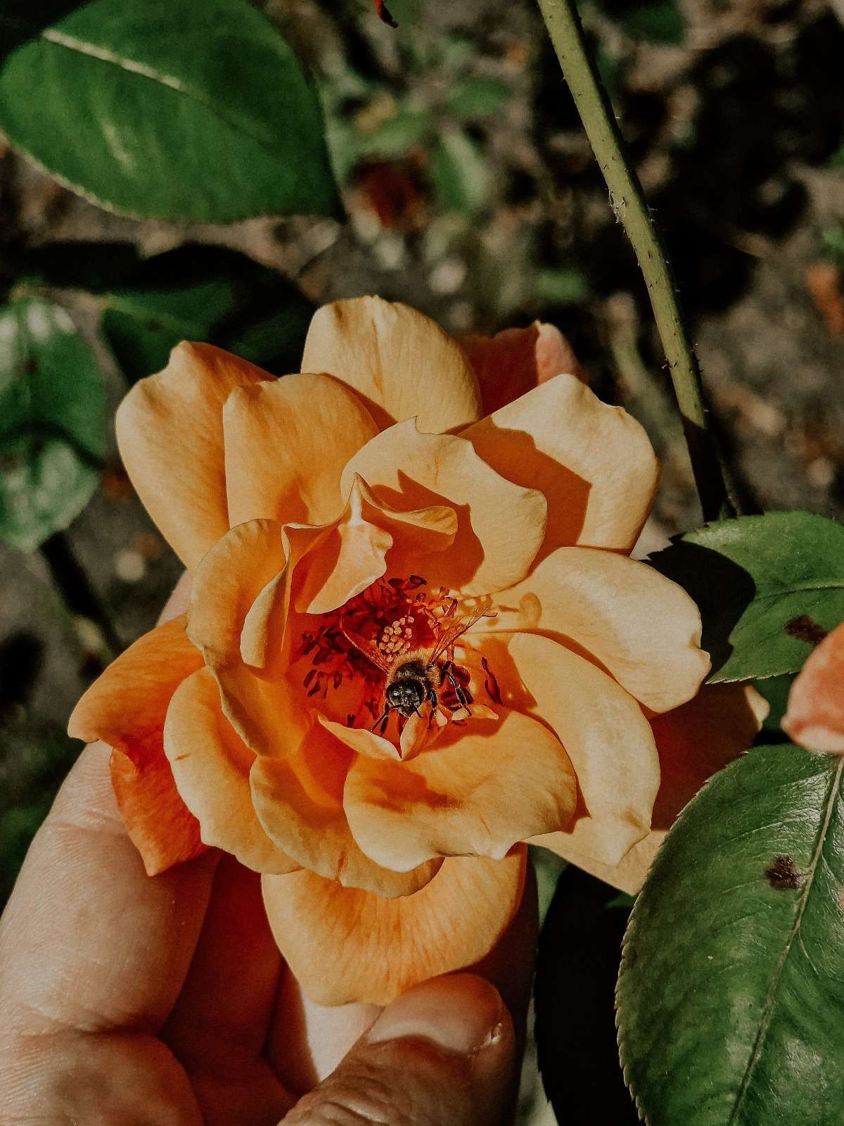 Impressionen aus dem Garten 7 1000000280