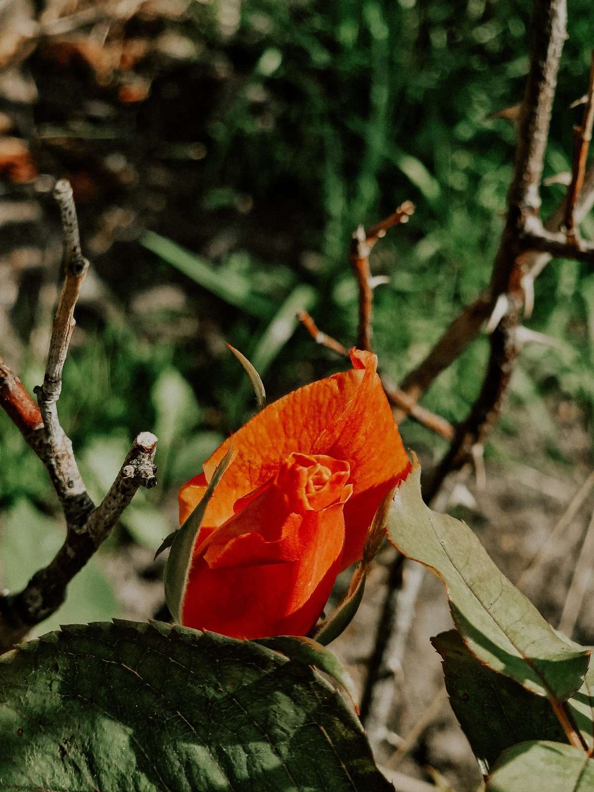 Impressionen aus dem Garten 11 1000000281