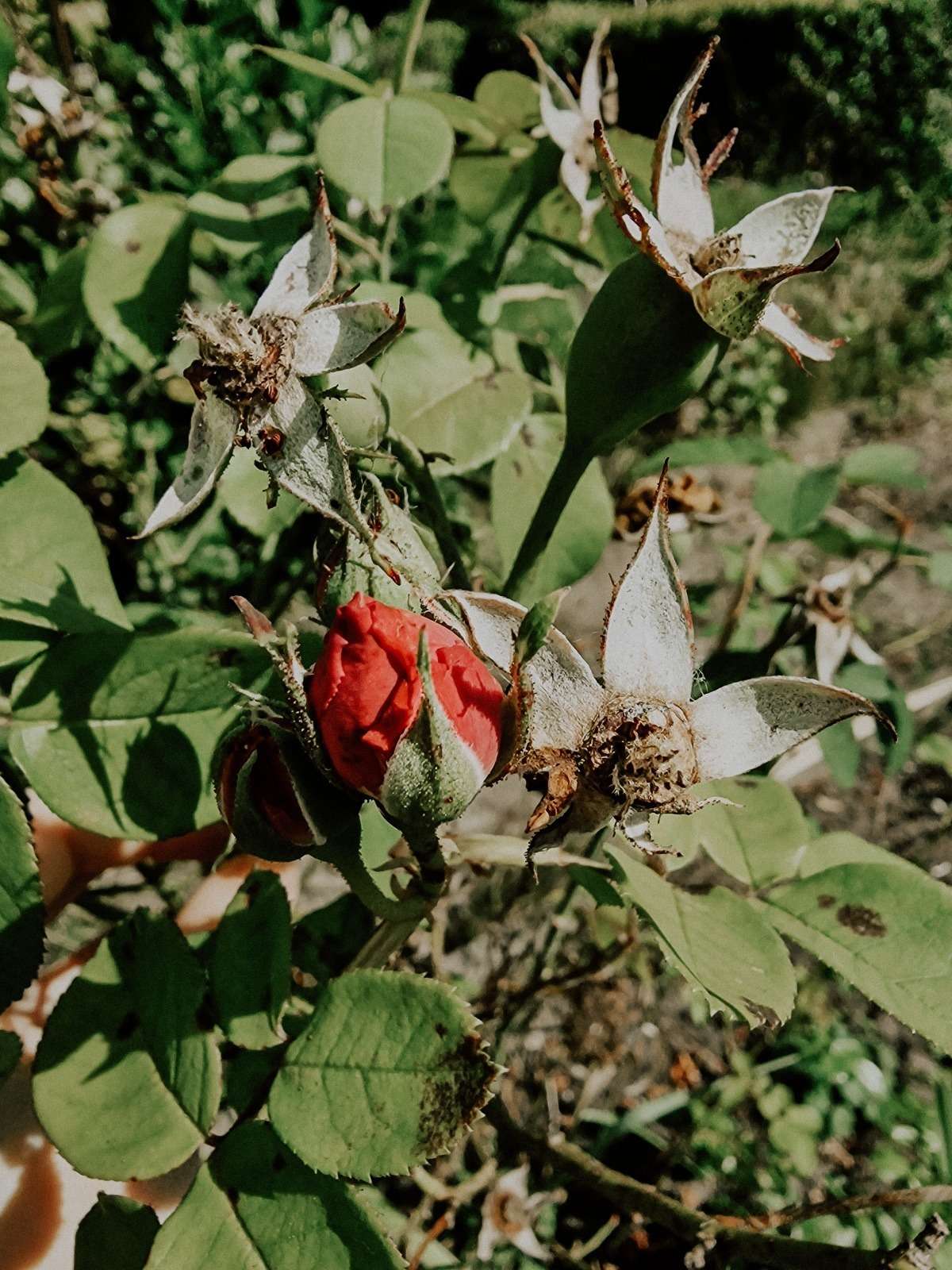 Impressionen aus dem Garten 12 1000000282