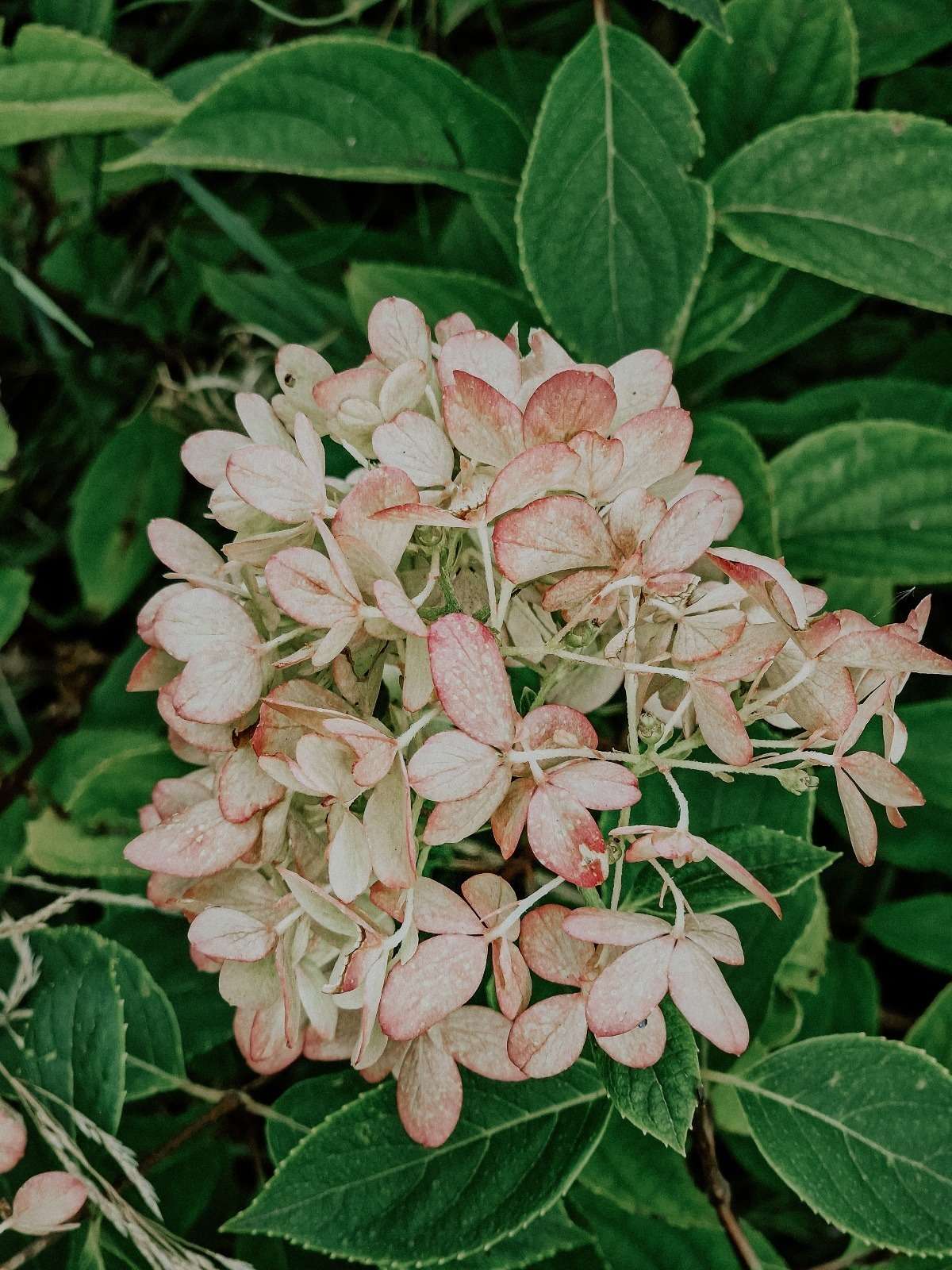 Impressionen aus dem Garten 5 1000000283