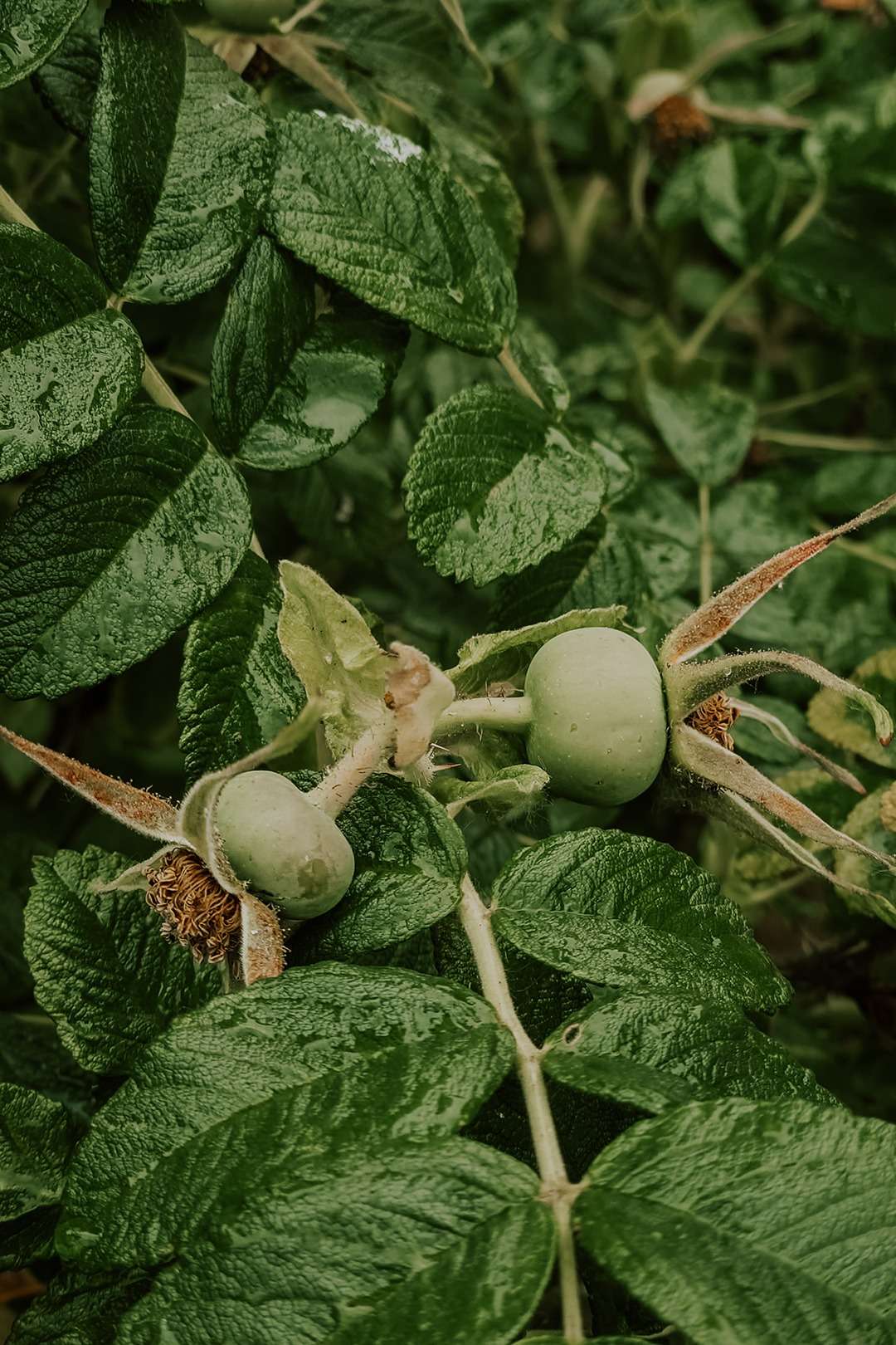 Rosa rugosa aka Kartoffelrose 6 Rosa rugosa 10