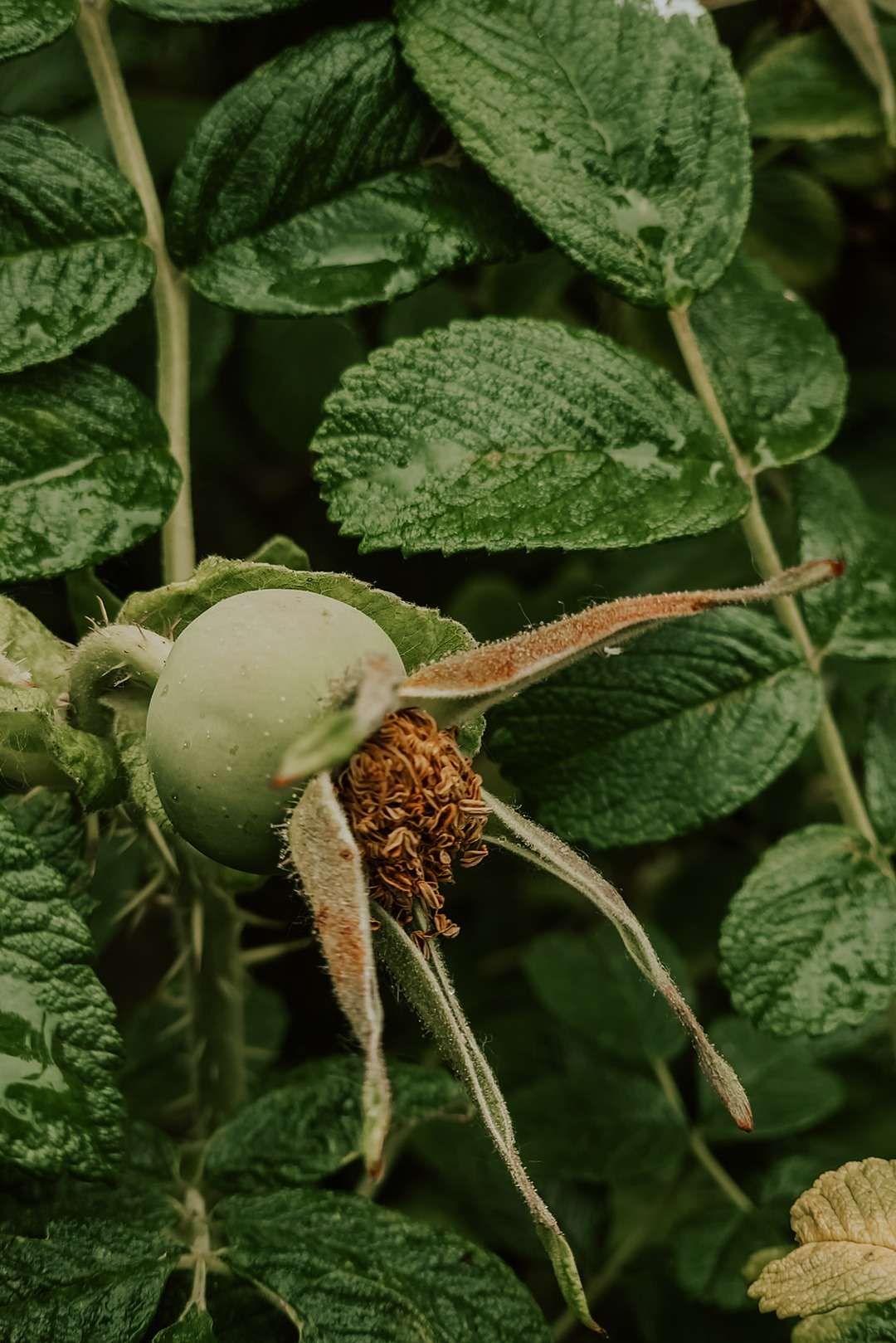 Rosa rugosa aka Kartoffelrose 3 Rosa rugosa 11